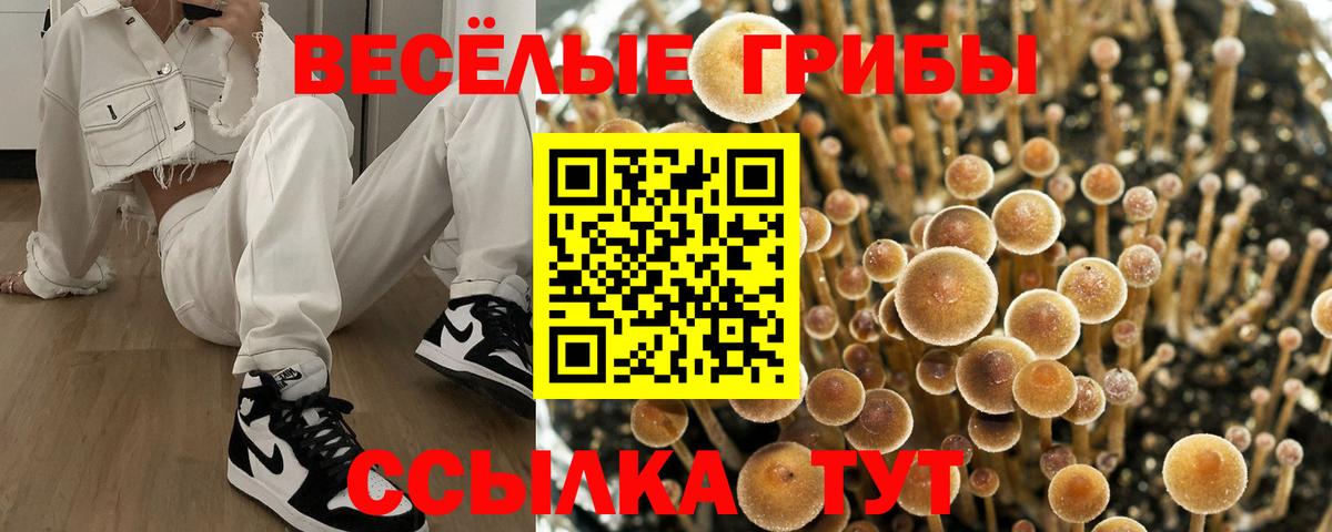 Ртищево  Галлюциногенные грибы прущие грибы  Вход с VPN 